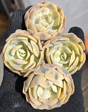 Echeveria Runyonii Variegated