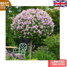 Attractive Lilac Tree Pair