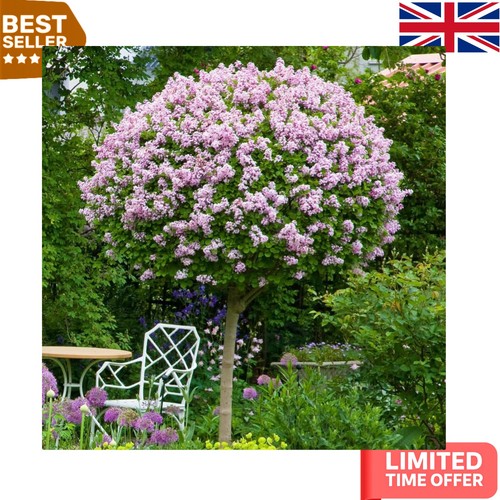 Attractive lilac tree pair - lilac,
