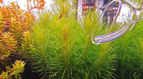 Pogostemon erectus tropical - pogostemon,
