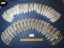 46 Pcs Natural Turkey Wing