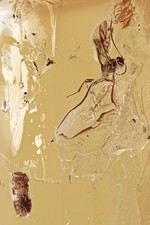 TOP  Fossil ICHNEUMON WASP & COCOON Inclusion BALTIC AMBER + HQ Pic 240429