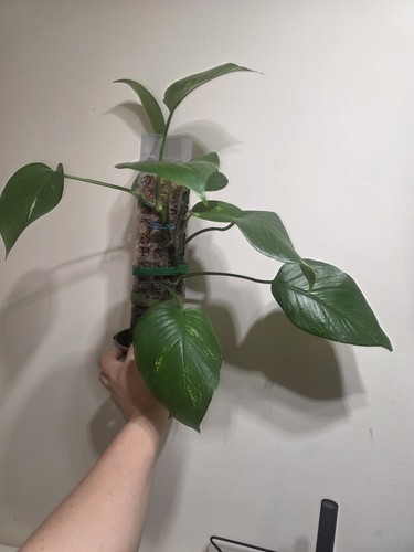 Pothos devils ivy moss pole - moss,