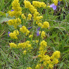 Galium Verum - 3000 Seeds -