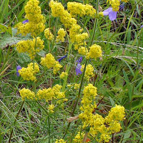 Galium verum 3000 - verum,