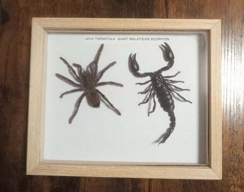 Taxidermy real framed giant - real,