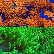 RAINBOW COLOR 🌈 ROSE &