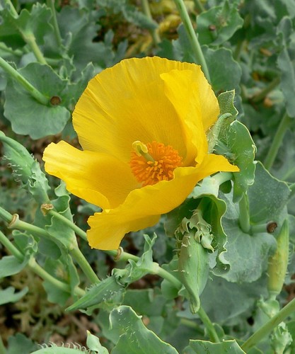 Yellow horned poppy glaucium - poppy,