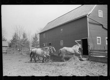 Horses going into the barn, Grundy County. Iowa 1940s Old Photo 2