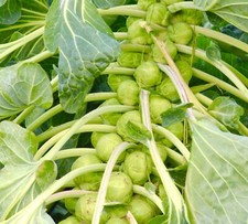 350x Brussel Sprouts Casiopea