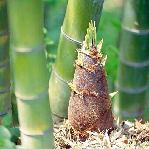 100 giant green moso bamboo - giant,
