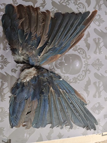 Crow wings taxidermy - crow, oddity