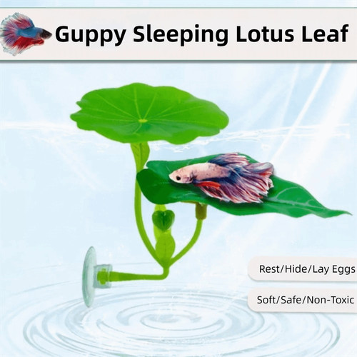 1pc betta fish - betta,
