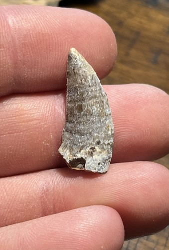 Large nanotyrannus tooth - nanotyrannus,