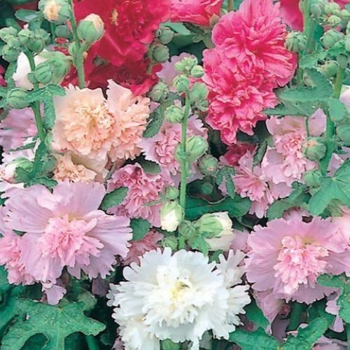 Hollyhock majorette mix - x, 15