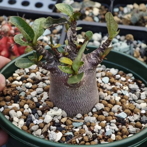 6cm succulent cactus - cactus, plant