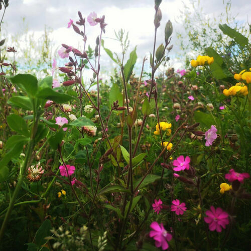 Wild flower seed mix - kg,