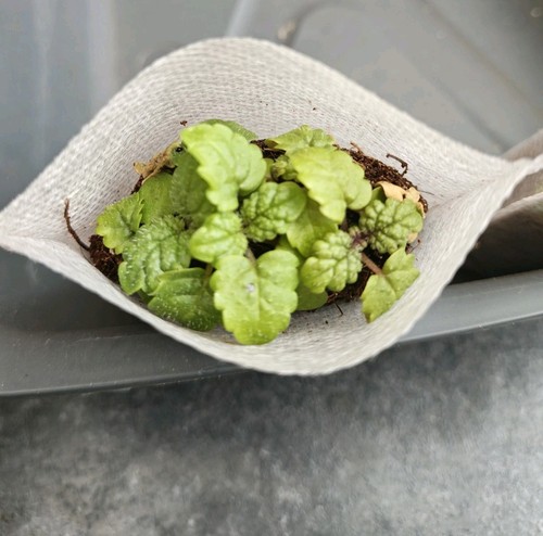 Lemon balm plug plant - plug, melissa
