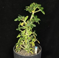 Rare Dorstenia gigas WYSIWYG