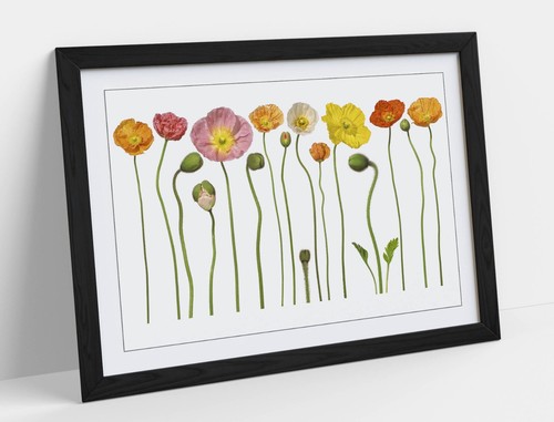 Poppy flowers illustration - poppy,