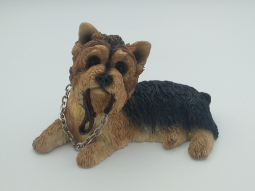 Yorkshire terrier with - terrier,