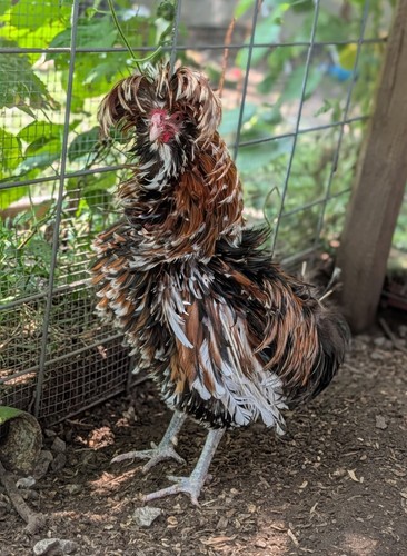 Polish frizzle chance - polish,