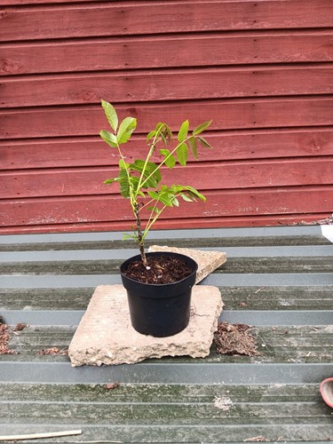 Juglans regia pot - in, 2l