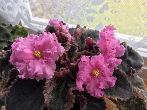 African violet dolores - violet,
