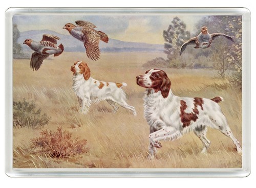 Brittany spaniel dog fridge - spaniel,