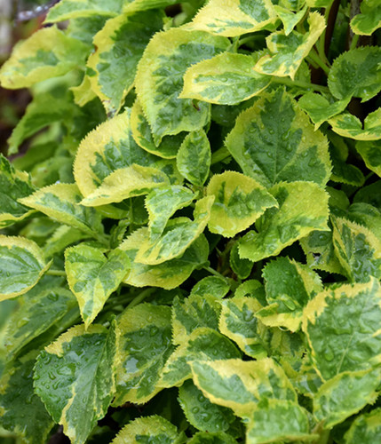 Climbing hydrangea petiolaris - hydrangea,