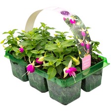 6 x Basket Plants Fuchsia