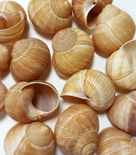 Sabarot snail shells - sabarot,