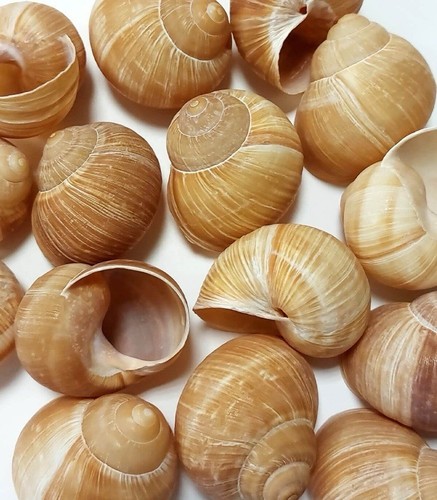 Sabarot snail shells helix - shells,