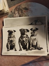 Sk187 BRUSSELS GRIFFON SENIOR SERVICE DOGS SERIES 1939 DOG CIGARETTE CARD #7