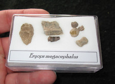 Permian Eryops giant amphibian fossil COLLECTION in display toe tooth skull #5