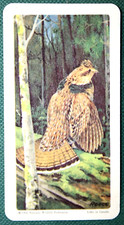 RUFFED GROUSE   Vintage 1962