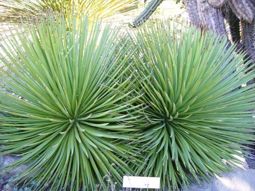 Agave striata hardy spiney - agave,