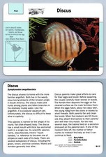 Discus #98.12 Fish - Grolier Wildlife Adventure Card