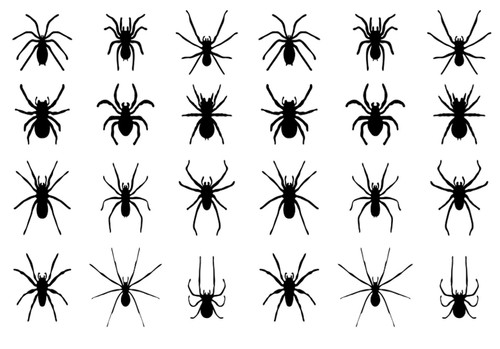 Edible spiders halloween - edible,