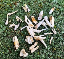Real Sheep Teeth jewellery
