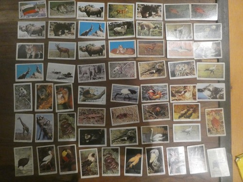 Vintage dandy gum wildlife - dandy,