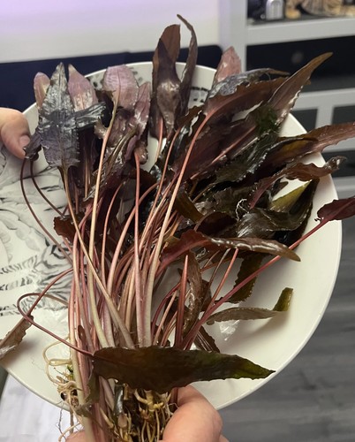 Cryptocoryne beckettii grown - cryptocoryne,