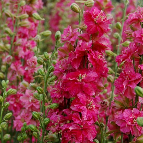 Delphinium carmine king - carmine,