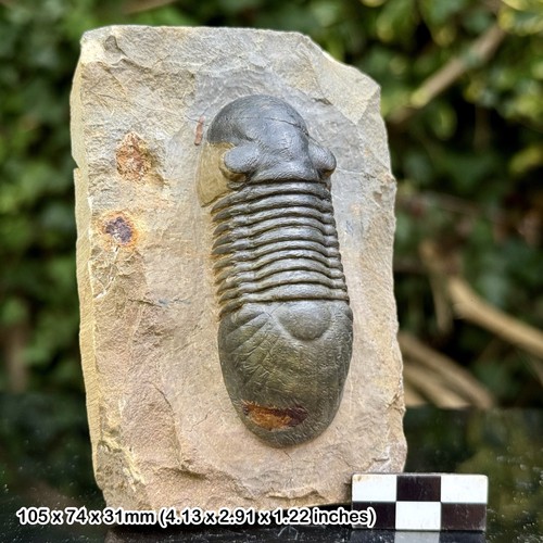 Paralejurus grade fossil - paralejurus, a