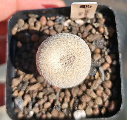 Epithelantha bokei beautiful - epithelantha,
