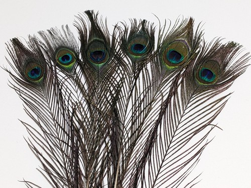 6pcs real peacock feathers - 6pcs,