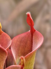 Heliamphora Parva -AW 08/01 x