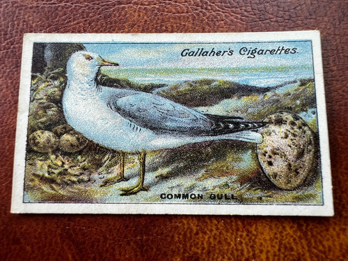 Gallaher birds nests eggs - -,