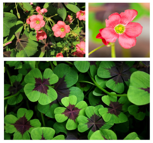 Oxalis deppei bulbs summer - deppei,