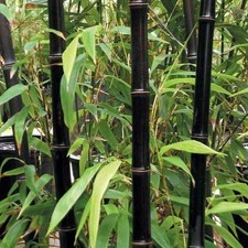 **10 BLACK BAMBOO MOSSO SEEDS